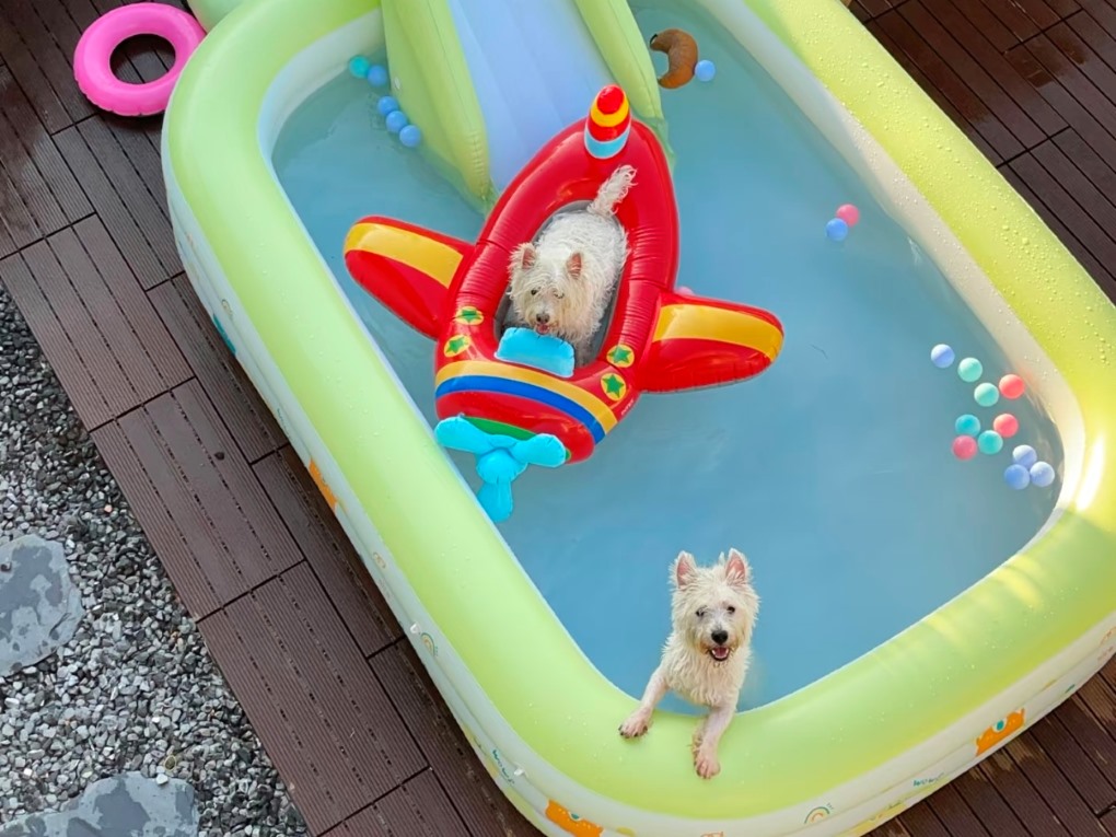 The Benefits of Aquatic Fun for Dogs and the Convenience of Inflatable Pools